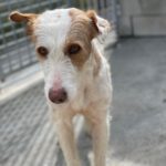 Podenco Alfonso, 03/2017, ca. 60 cm