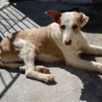 Podenco Alfonso, 03/2017, ca. 60 cm