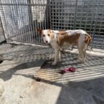 Podenco Alfonso, 03/2017, ca. 60 cm