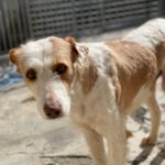 Podenco Alfonso, 03/2017, ca. 60 cm