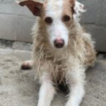 Podenco Alfonso, 03/2017, ca. 60 cm