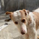 Podenco Alfonso, 03/2017, ca. 60 cm