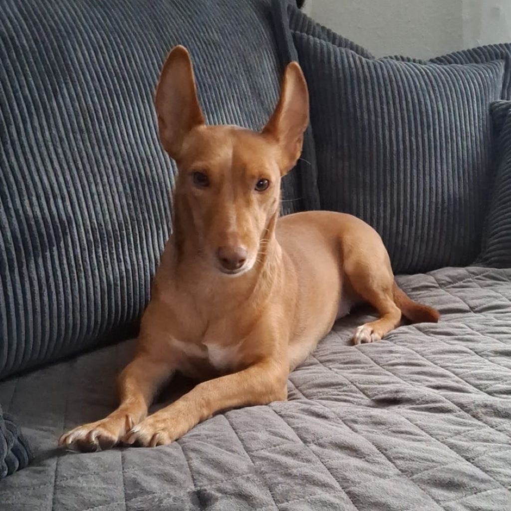 Podenco Maneto Andrea, 11/2022, ca. 35 cm, 45359 Essen