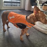 Podenco Maneto Andrea, 11/2022, ca. 35 cm, 45359 Essen