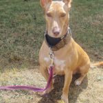 Podenco Maneto Andrea, 11/2022, ca. 35 cm, 45359 Essen