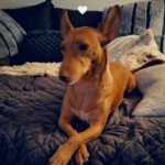 Podenco Maneto Andrea, 11/2022, ca. 35 cm, 45359 Essen