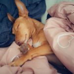 Podenco Maneto Andrea, 11/2022, ca. 35 cm, 45359 Essen