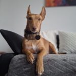 Podenco Maneto Andrea, 11/2022, ca. 35 cm, 45359 Essen