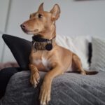 Podenco Maneto Andrea, 11/2022, ca. 35 cm, 45359 Essen