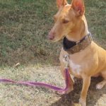 Podenco Maneto Andrea, 11/2022, ca. 35 cm, 45359 Essen