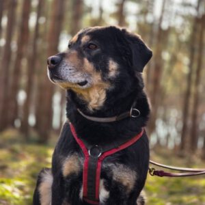 Mischling Anjou, 04/2020, ca. 58 cm, 39624 Kalbe