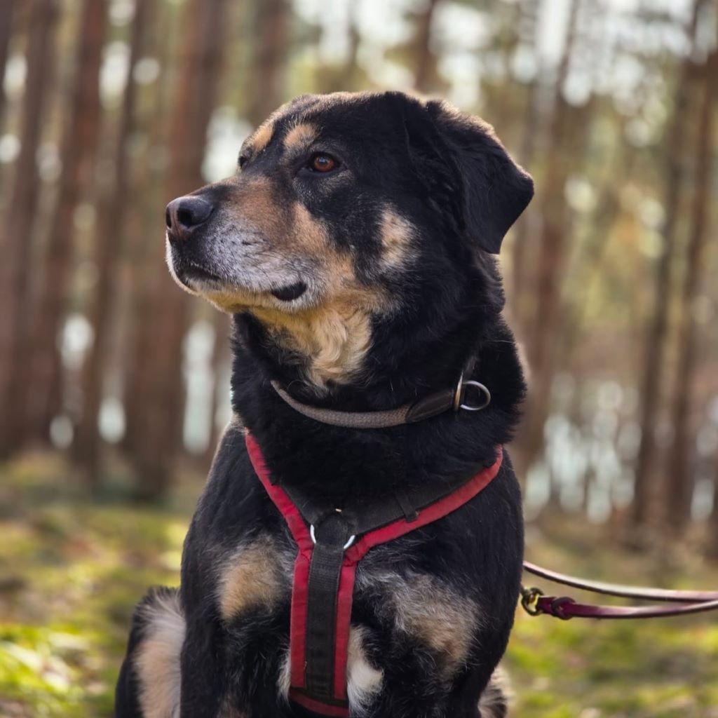 Mischling Anjou, 04/2020, ca. 58 cm, 39624 Kalbe