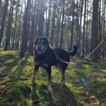 Mischling Anjou, 04/2020, ca. 58 cm, 39624 Kalbe