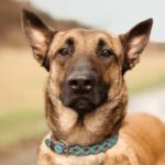 Malinois Mischling Anubis, 06/2023, ca. 60 cm, 63628 Bad Soden-Salmünster