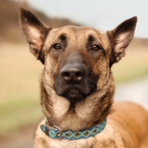 Malinois Mischling Anubis, 06/2023, ca. 60 cm, 63628 Bad Soden-Salmünster