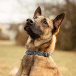 Malinois Mischling Anubis, 06/2023, ca. 60 cm, 63628 Bad Soden-Salmünster