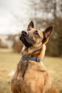 Malinois Mischling Anubis, 06/2023, ca. 60 cm, 63628 Bad Soden-Salmünster