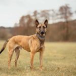 Malinois Mischling Anubis, 06/2023, ca. 60 cm, 63628 Bad Soden-Salmünster