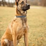 Malinois Mischling Anubis, 06/2023, ca. 60 cm, 63628 Bad Soden-Salmünster