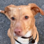 Podenco-Mischling Apolo, 05/2022, ca. 50 cm, 45889 Gelsenkirchen