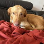 Podenco-Mischling Apolo, 05/2022, ca. 50 cm, 45889 Gelsenkirchen