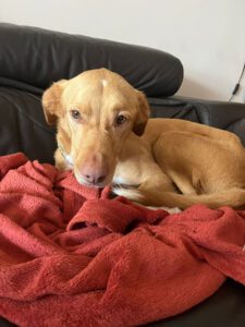 Podenco-Mischling Apolo, 05/2022, ca. 48 cm, 45889 Gelsenkirchen