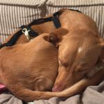 Podenco-Mischling Apolo, 05/2022, ca. 50 cm, 45889 Gelsenkirchen