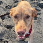 Podenco-Mischling Apolo, 05/2022, ca. 50 cm, 45889 Gelsenkirchen