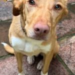 Podenco-Mischling Apolo, 05/2022, ca. 50 cm, 45889 Gelsenkirchen