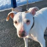 Bodeguero-Mischling Ariel, 04/2023, ca. 40 cm, 32351 Stemwede-Sundem