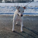 Bodeguero-Mischling Ariel, 04/2023, ca. 40 cm, 32351 Stemwede-Sundem