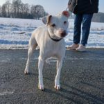 Bodeguero-Mischling Ariel, 04/2023, ca. 40 cm, 32351 Stemwede-Sundem