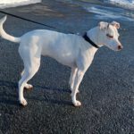 Bodeguero-Mischling Ariel, 04/2023, ca. 40 cm, 32351 Stemwede-Sundem