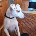 Bodeguero-Mischling Ariel, 04/2023, ca. 40 cm, 32351 Stemwede-Sundem