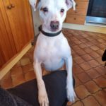 Bodeguero-Mischling Ariel, 04/2023, ca. 40 cm, 32351 Stemwede-Sundem