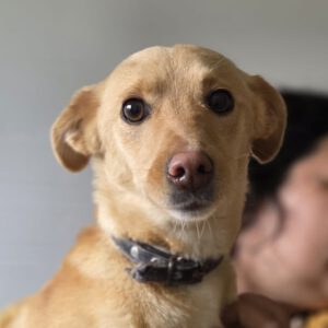 Podenco Ariel, 03/2025, Endgröße ca. 43 cm