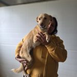 Podenco Ariel, 03/2025, Endgröße ca. 43 cm