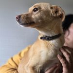 Podenco Ariel, 03/2025, Endgröße ca. 43 cm