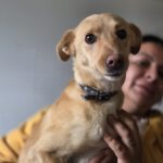 Podenco Ariel, 03/2025, Endgröße ca. 43 cm