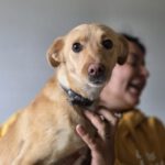 Podenco Ariel, 03/2025, Endgröße ca. 43 cm