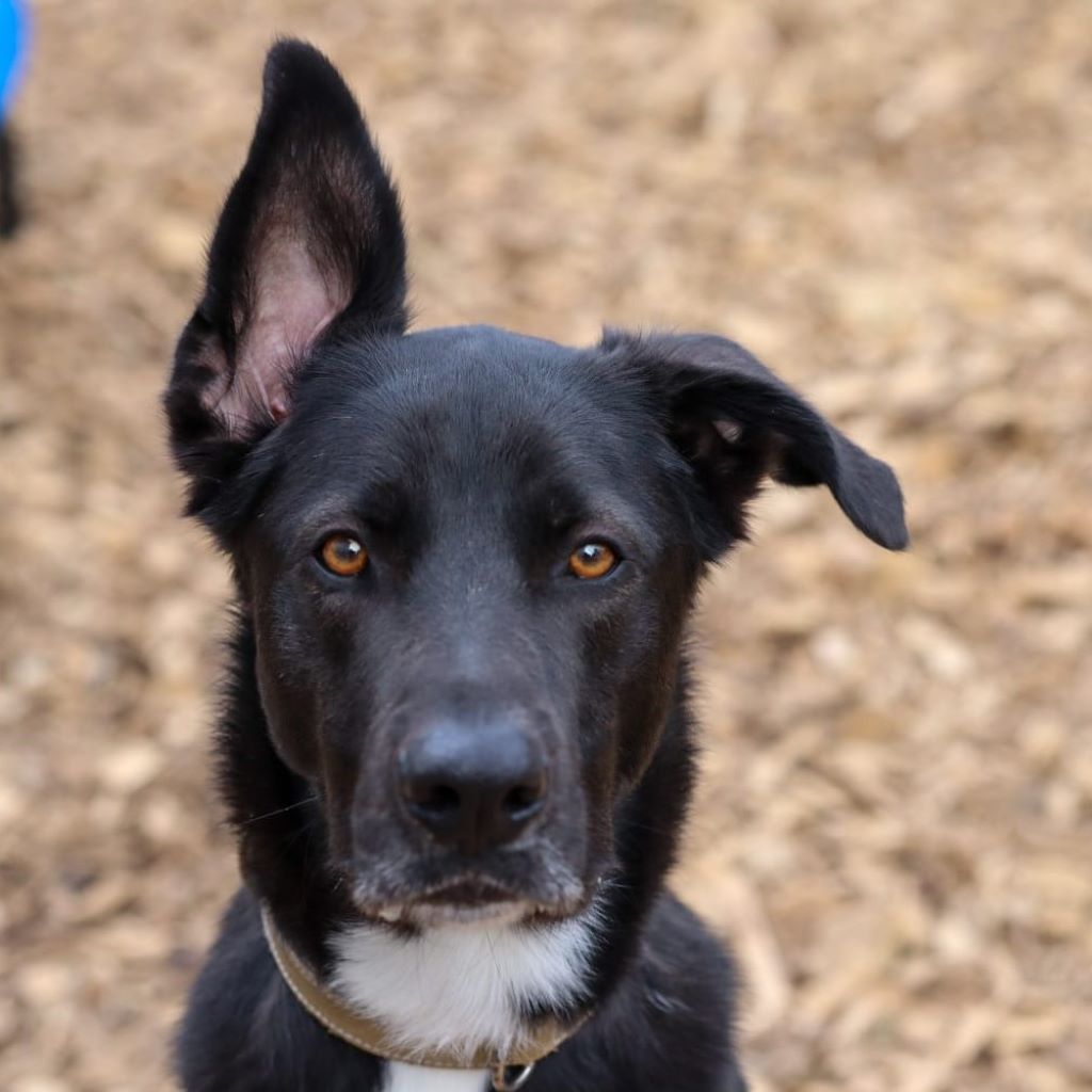 Schäferhund Mischling Asterix, 11/2023, ca. 60 cm, 42477 Radevormwald