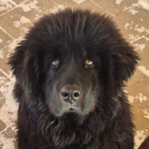 Mischling Baguera, 02/2023, ca. 55 cm, 87634 Obergünzburg