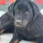 Mischling Baguera, 02/2023, ca. 55 cm, 87634 Obergünzburg