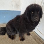 Mischling Baguera, 02/2023, ca. 55 cm, 87634 Obergünzburg