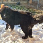 Mischling Baguera, 02/2023, ca. 55 cm, 87634 Obergünzburg