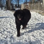 Mischling Baguera, 02/2023, ca. 55 cm, 87634 Obergünzburg