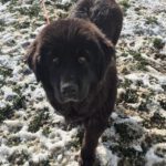 Mischling Baguera, 02/2023, ca. 55 cm, 87634 Obergünzburg