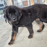 Mischling Baguera, 02/2023, ca. 55 cm, 87634 Obergünzburg