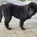 Mischling Baguera, 02/2023, ca. 55 cm, 87634 Obergünzburg