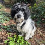 Mischling Balona-Duquesa, 10/2025, Endgröße ca. 45 cm, 50968 Köln